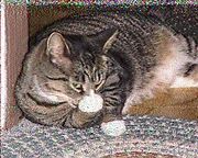 180px-Cat_flip_off-1.jpg